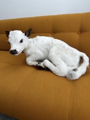 This taxidermy animal is a calf - Image 2