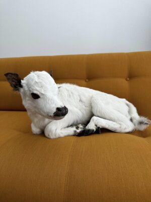This taxidermy animal is a calf - Image 3