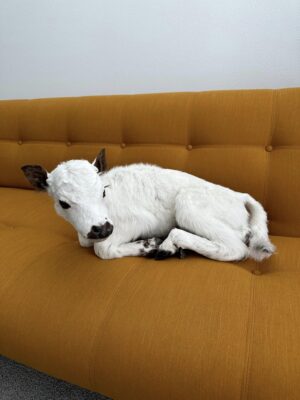 This taxidermy animal is a calf - Image 4