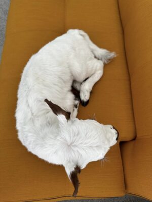 This taxidermy animal is a calf - Image 5
