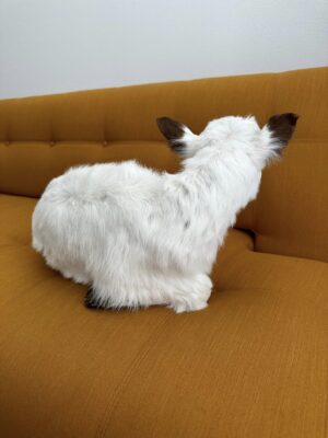 This taxidermy animal is a calf - Image 6