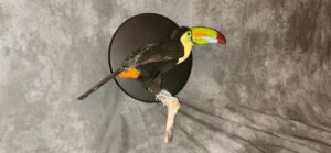 Toucan real beak