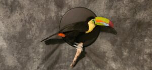 Toucan real beak - Image 3