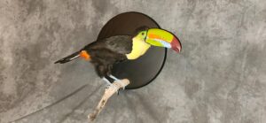 Toucan real beak - Image 4