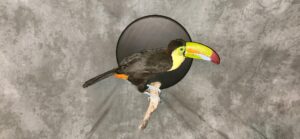 Toucan real beak - Image 5