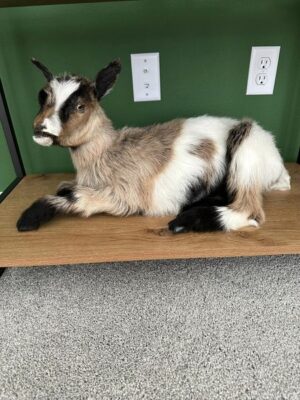 Real Beautiful Billy Goat Taxidermy Mount