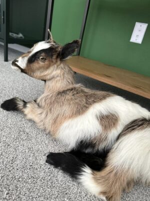 Real Beautiful Billy Goat Taxidermy Mount - Image 3