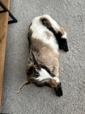 Real Beautiful Billy Goat Taxidermy Mount - Image 5