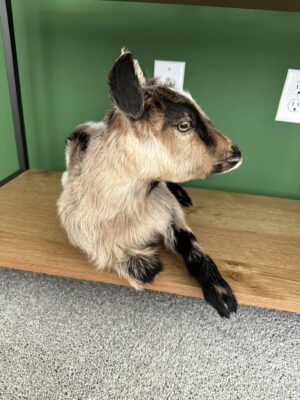 Real Beautiful Billy Goat Taxidermy Mount - Image 6