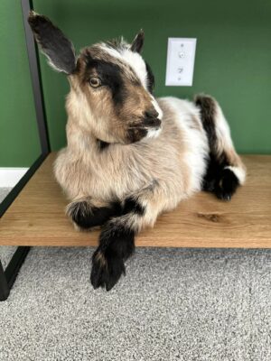 Real Beautiful Billy Goat Taxidermy Mount - Image 7