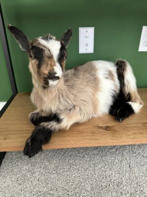 Real Beautiful Billy Goat Taxidermy Mount - Image 8