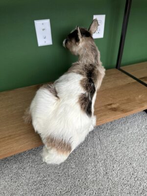 Real Beautiful Billy Goat Taxidermy Mount - Image 9