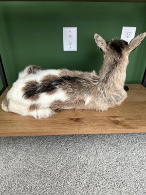 Real Beautiful Billy Goat Taxidermy Mount - Image 10