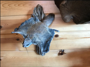 Beautiful Adorable Flying Squirrel Small Animal Taxidermy Mount Art Wildlife - Image 8