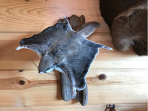 Beautiful Adorable Flying Squirrel Small Animal Taxidermy Mount Art Wildlife - Image 7