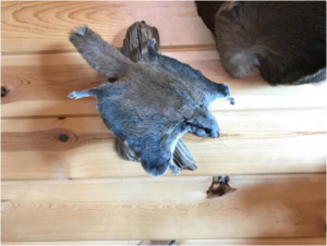 Beautiful Adorable Flying Squirrel Small Animal Taxidermy Mount Art Wildlife - Image 6