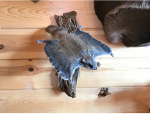Beautiful Adorable Flying Squirrel Small Animal Taxidermy Mount Art Wildlife - Image 5