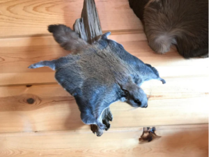Beautiful Adorable Flying Squirrel Small Animal Taxidermy Mount Art Wildlife - Image 4