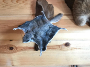 Beautiful Adorable Flying Squirrel Small Animal Taxidermy Mount Art Wildlife - Image 3