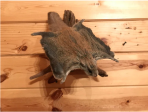 Beautiful Adorable Flying Squirrel Small Animal Taxidermy Mount Art Wildlife