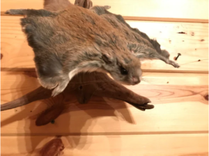 Beautiful Adorable Flying Squirrel Small Animal Taxidermy Mount Art Wildlife - Image 3