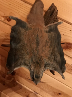 Beautiful Adorable Flying Squirrel Small Animal Taxidermy Mount Art Wildlife - Image 5