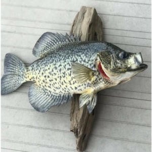 Beautiful Crappie Fish Taxidermy Wall Mount Wildlife Real Skin - Image 4