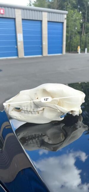 Black bear skull - Image 2