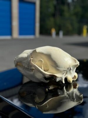 Black bear skull - Image 3