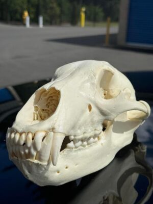 Black bear skull - Image 4