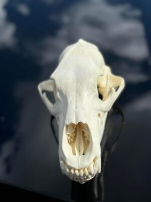 Black bear skull - Image 5