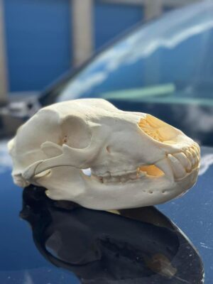 Black bear skull