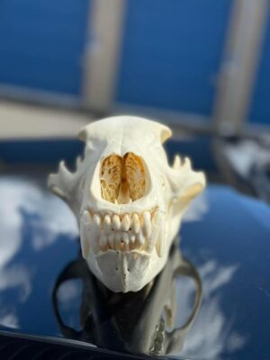 Black bear skull - Image 7
