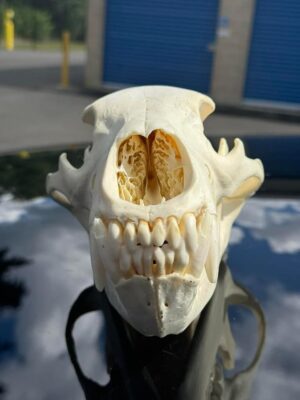 Black bear skull - Image 8