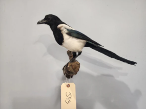 Beautiful Eurasian Magpie (Pica pica) Bird Taxidermy Mount - Image 6