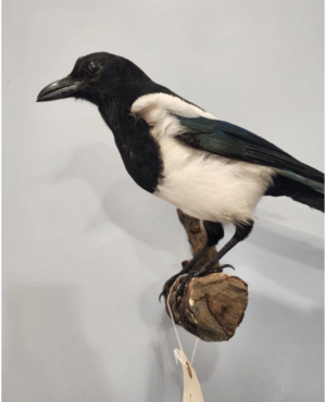 Beautiful Eurasian Magpie (Pica pica) Bird Taxidermy Mount - Image 5