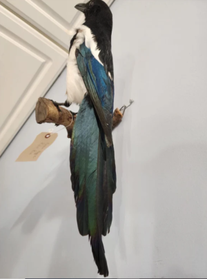 Beautiful Eurasian Magpie (Pica pica) Bird Taxidermy Mount - Image 4