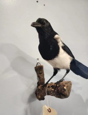 Beautiful Eurasian Magpie (Pica pica) Bird Taxidermy Mount