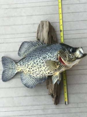 Beautiful Crappie Fish Taxidermy Wall Mount Wildlife Real Skin - Image 3