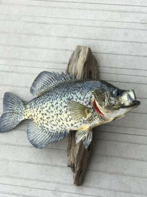 Beautiful Crappie Fish Taxidermy Wall Mount Wildlife Real Skin